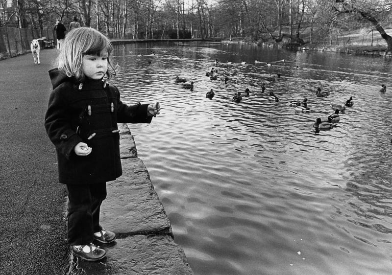 Three-year-old Jennie Dibb, of Hunters Bar, feeds the ducks at Endcliffe Park pond in 1974