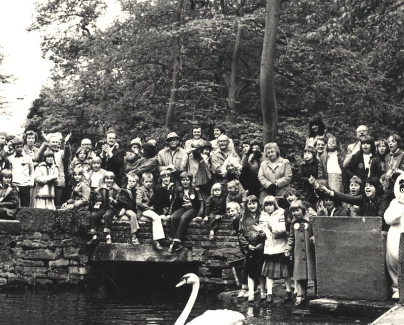 Swans being released into the water at Endcliffe Park in May 1980