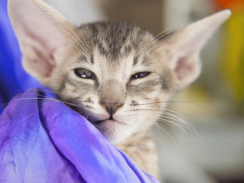 This clever and loving cat can live for over 20+ years - and loves a bit of mischievousness.