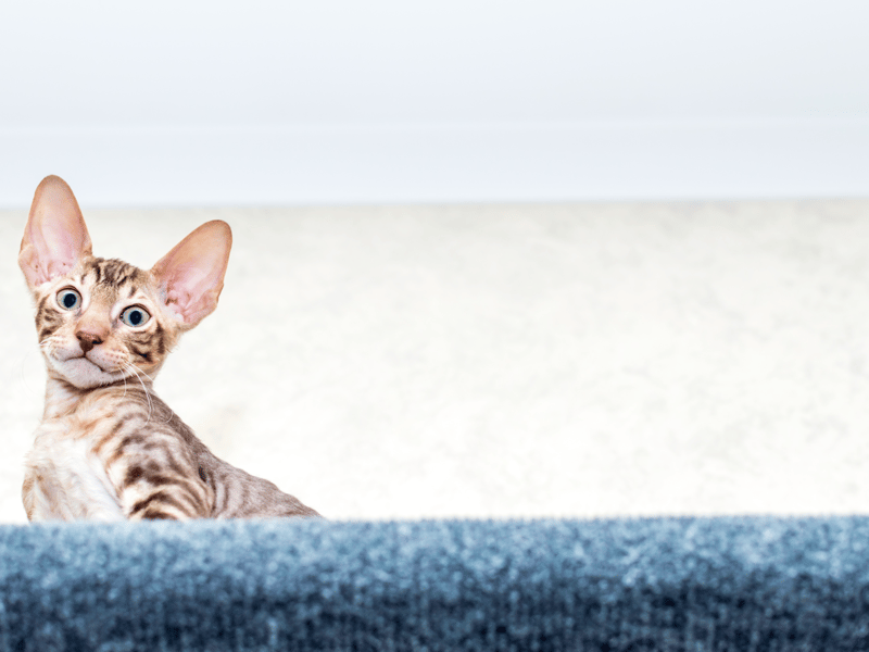 The unique Cornish Rex is one of the world's most addictive breeds but is also very playful!