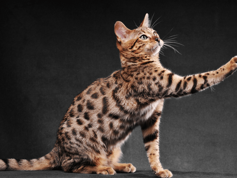 The super intelligent Bengal cat loves to explore!