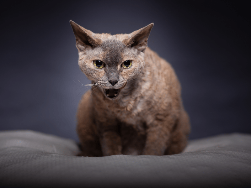 Devoted, loving and cute, this breed also loves a bit of mischief but it is sooo adorable!