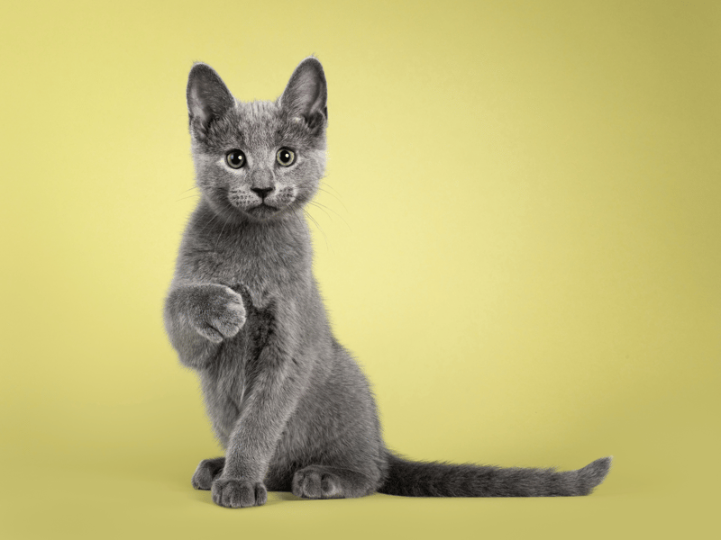 Simply one the world's most beautiful cat breeds, this breed is reserved but don't mistake it being gentle for a bit of naughtiness now and again!