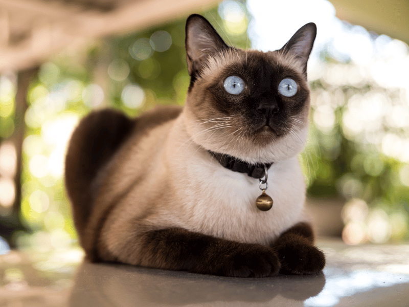 This breed loves a chat and is very athletic, making it prone to bouts of excitability!