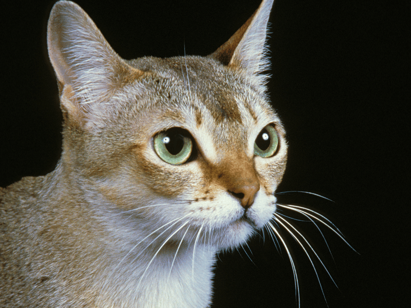 This extremely unique cat breed is energetic and a real extrovert.