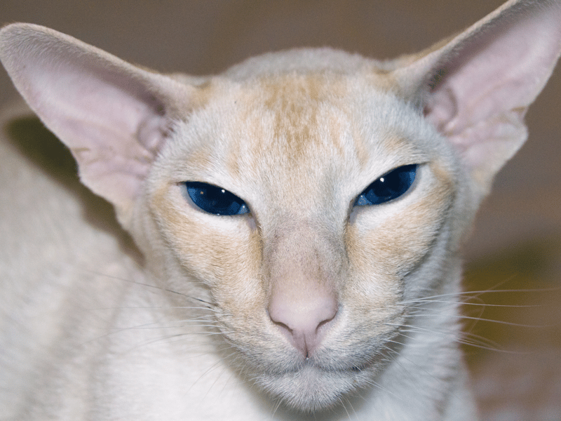 Loving, devoted and adorable, this breed is also assertive and a little bit cheeky.