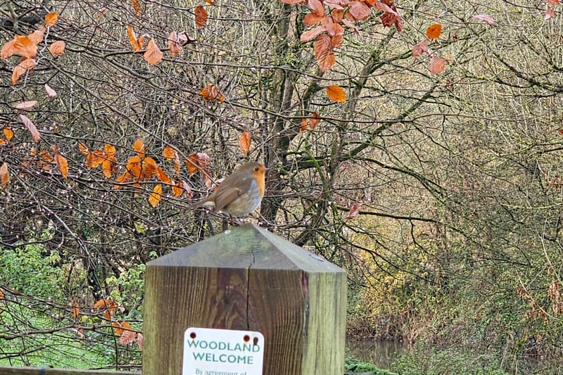 Conham River Park is home to a wide range of wildlife including this robin, tawny owls, chaffinches, great spotted woodpeckers and bats like daubenton's and notules and butterflies like the small tortoiseshell and meadow brown.

