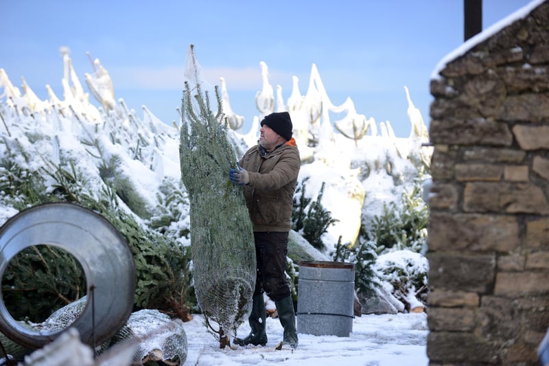 Christmas trees being wrapped on a farm in Whitburn.