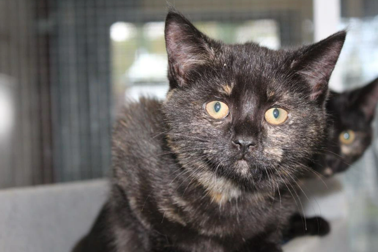 This dark Tortoiseshell domestic short hair cat is around four months old. She is part of a litter of six and is looking for a forever home. 