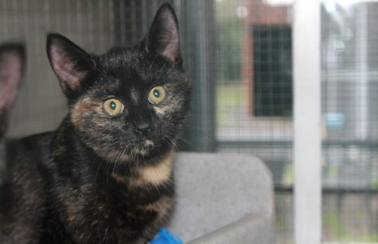 Just like Lacey, she is a dark tortoiseshell of around four months old and is a domestic short hair cat looking for a chance for a happy life with a family of her own. 