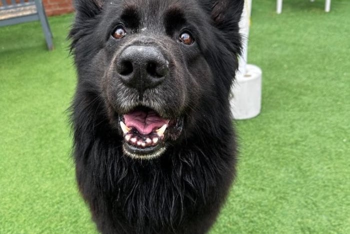 Miles is being cared for by Thornberry Animal Sanctuary. He is a large lovable lad who despite his size will snuggle up at every given opportunity. He is strong on the lead but walks well with confident handlers. Miles can be reactive to dogs so would benefit from an experienced home, although given the chance to play, he is sociable and playful with dogs of a similar size. He is housetrained and could live with children aged 10+. Miles would love a large garden, quiet walks and lots of love with owners who are committed to his care and comforts.