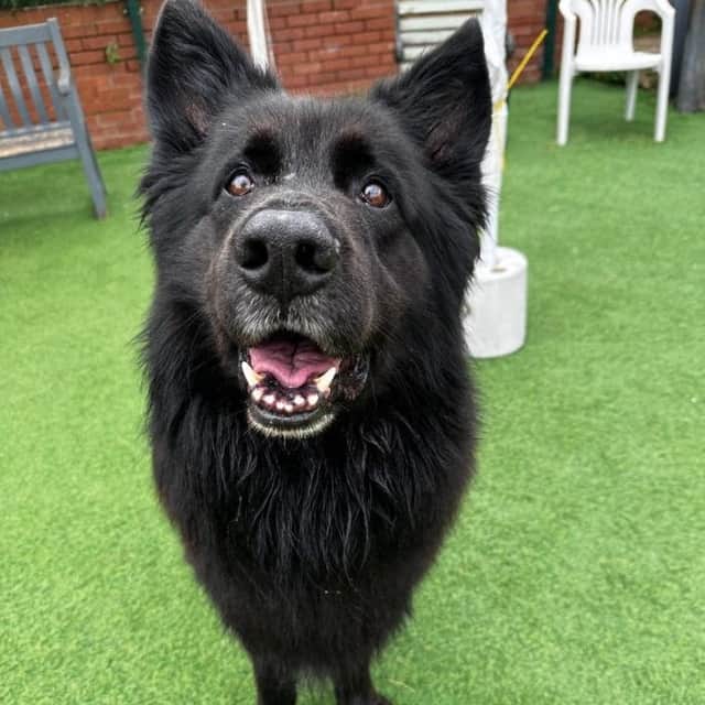 Miles is a large lovable lad who despite his size will snuggle up at every given opportunity, and currently needs rehoming from Thornberry.