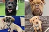 Adopt a dog Sheffield: Meet 11 of the latest gorgeous pups to arrive at South Yorkshire animal shelters