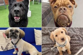 These are just some of the newest arrivals at the RSPCA Sheffield, Blue Cross Sheffield and Thornberry Animal Sanctuary.