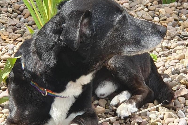 Badger is a very sweet older boy who has been described as a loyal and loving dog, but can take a short while to gain his confidence with new people. He enjoys being outdoors but would prefer walks on quieter routes where he isn’t likely to bump into off-lead dogs. He could live with teenagers, but no other pets. He finds being on his own stressful and will need support in his new home to help him with his anxiety of being alone. Photo: Blue Cross Sheffield