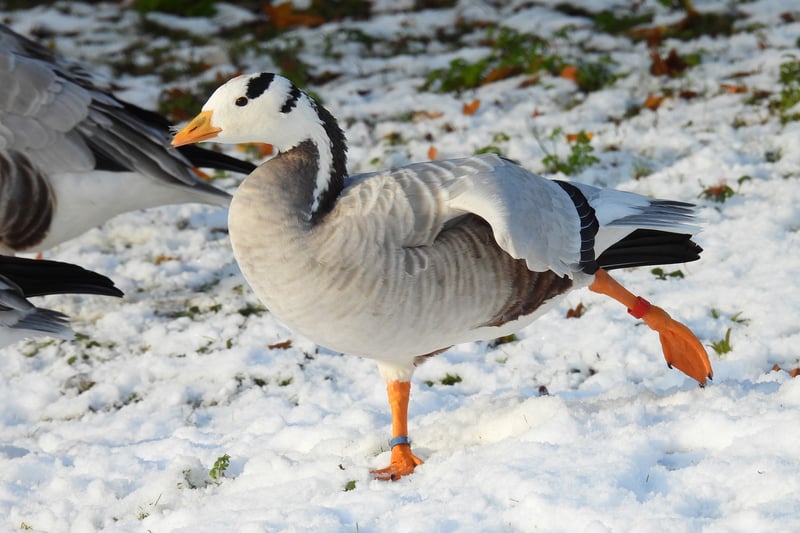 A bar-headed goose keeps one foot warm