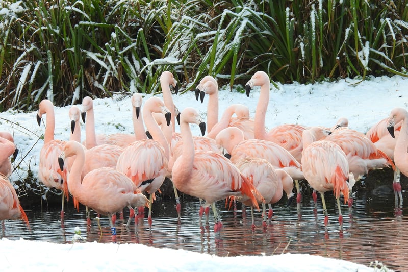 Chilean flamingos brave the cold