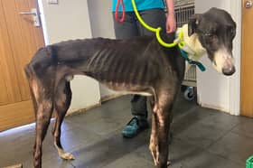 Fury, pictured, was taken in to the vet to be humanely destroyed, but when the vets sought and alternative, he was brought back to health and now has new owners. Picture: RSPCA