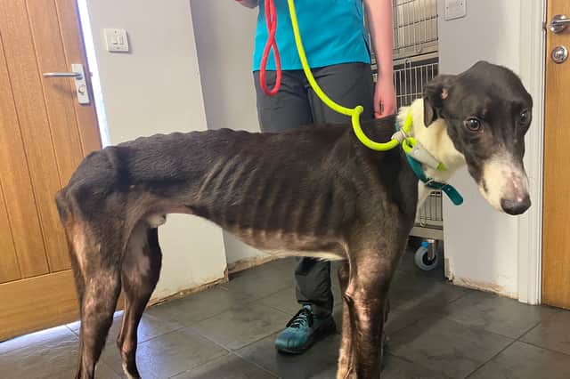 Fury, pictured, was taken in to the vet to be humanely destroyed, but when the vets sought and alternative, he was brought back to health and now has new owners. Picture: RSPCA