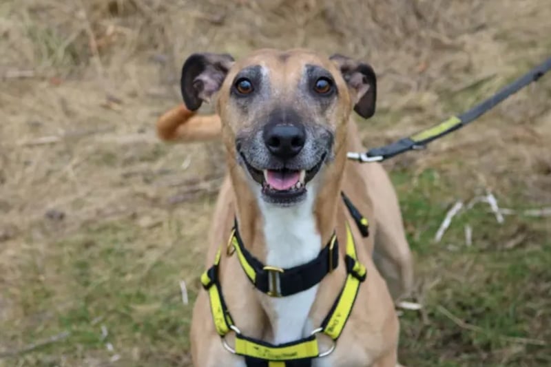 Sebastian is a handsome lurcher looking for a home who have experience owning a lurcher or rescue breed before. This lovely boy will need access to a secure garden with a 6ft fence.