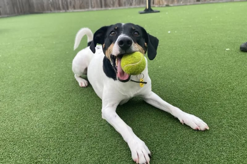 Jasper is a very intelligent boy who loves his toys and learning new tricks! He is looking for a home with an experienced family who have had rescue dogs or similar breeds before.