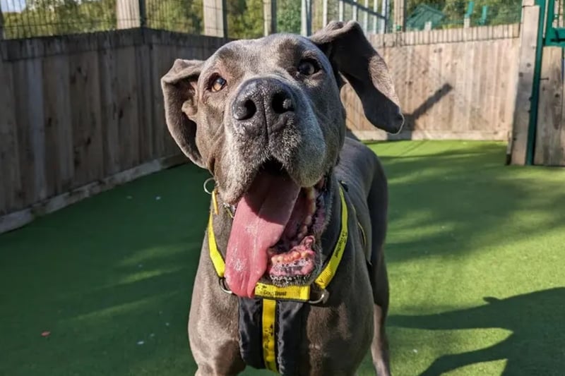 Peach is a 5 year old Great Dane who as sweet as her namesake! She can be a little unsure of new people but she quickly warms up. For this reason, she is looking for any kids in the home to be aged 12 years and over.