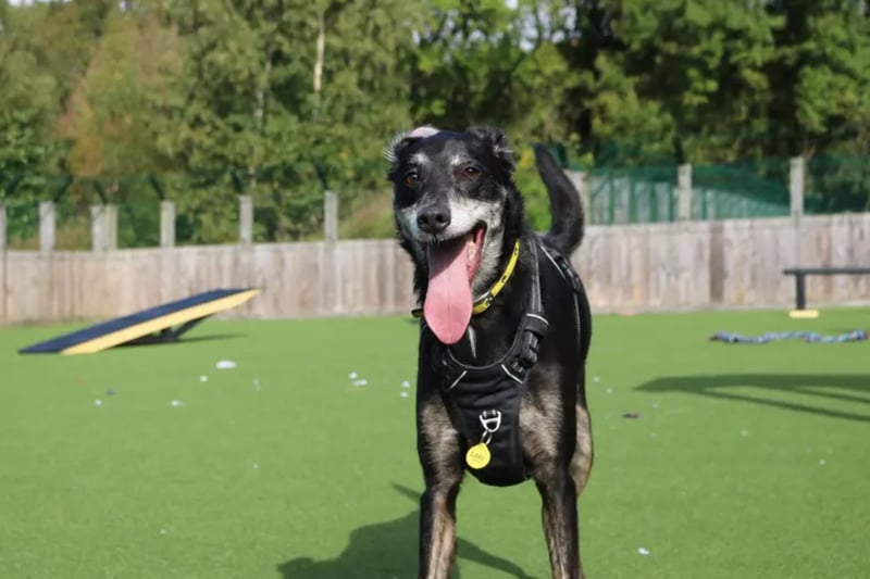 Loki is a handsome 6 year old crossbreed who came into the care of Dogs Trust through no fault of his own. In his previous home, he was famous in his street as he loves saying hello to everyone!