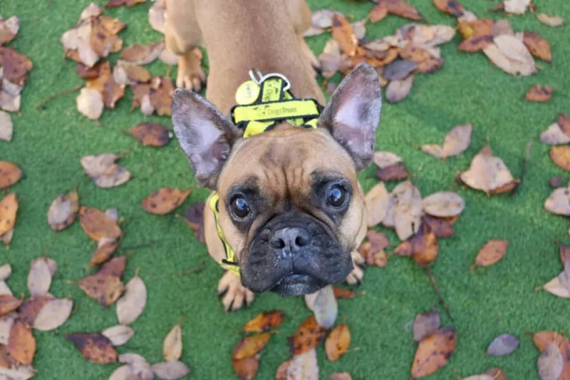 Poppy is a 4 year old little French Bulldog darling. She found herself in the care of Dogs Trust through no fault of her own. She prefers her own space so could make dog friends on her walks but would prefer to be the only dog in the home. Poppy is able to be left for very short periods of time but the time she is left should be slowly built up gradually as she has been anxious previously when left home alone. 