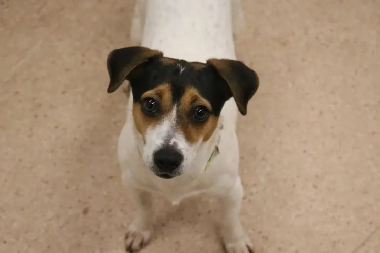 Rosa is a delightful little Jack Russell Terrier who is approximately one year old. She arrived in the care of Dogs Trust after being found as a stray so there's very limited information about her history, and behaviour in a home. 