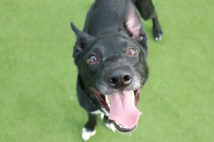 1 year old Ben is a brilliant young lad who is a really smart cookie - he can even pick out different toys when he is asked! His favourite is a ball which he will do anything for. Ben is looking to have an active family who are at home for most of the day as he has struggled with being left home alone previously.