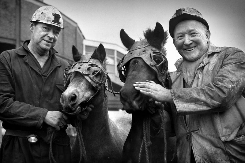 Cyril Stevenson (left) with Happy and Frank Varty with Andy, as the last two ponies leave Wearmouth Colliery for retirement in 1970.