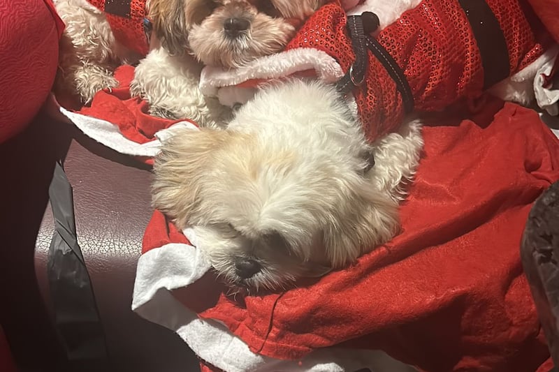 Tired pups relax in the pub after the 2023 Santa Dash. 