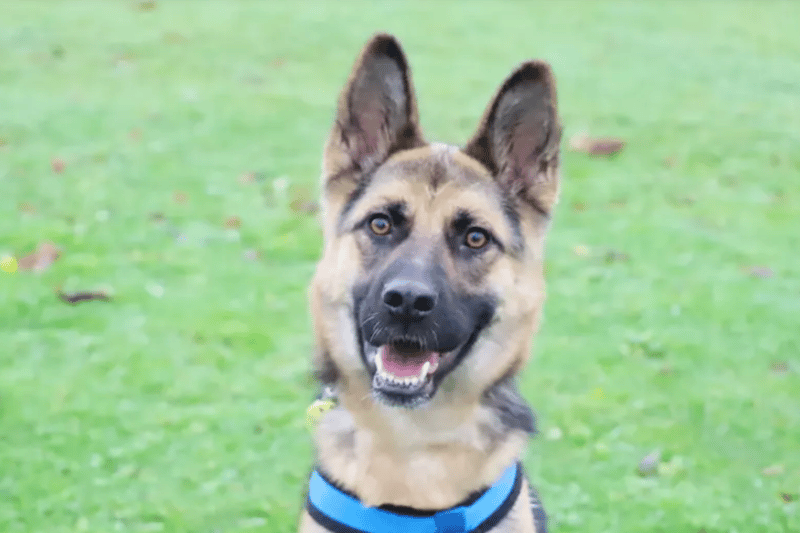 Georgia is a beautiful 2yr old German Shepherd who was found as a stray. She is full of training potential, but struggles to keep her paws on the floor so she will need to be the only pet in an adult only home for now. To give her the best chance of settling, she will need a secure garden with no dogs living immediately next door. She will also need someone around all the time initially and slowly introduce her to any alone time.
