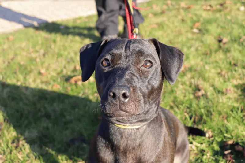 Poppy is a one-year-old Patterdale who does have a fun playful side. She has a love for toys and will never say no to a game of fetch. Poppy will need to be kept on lead in public while she is out on walks so would benefit from having a secure garden to have some off lead play time. Poppy also travels well in the car so will enjoy going out on on adventures with her family.