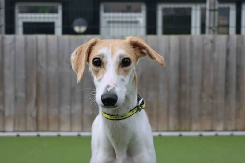 If you are a fan of lively, affectionate, fun Lurchers then Trixie will be right up your street! There's never a dull moment when she's around and loves nothing more than throwing her toys up in the air and zooming after them! She's super speedy once she gets going but is also very happy to be right by your side enjoying lots of attention on the sofa. Another love of Trixie's is food and that snoot of hers won't miss any freebies going! She'd like to further her basic training with the help of a treat as yummy reward. Trixie is full of character and going to make an cracking addition to family life.