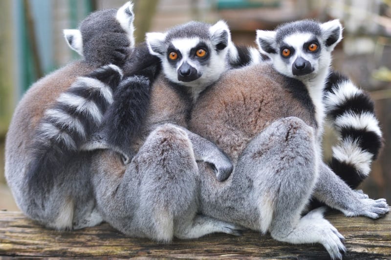 Instantly recognisable by their golden eyes and the distinctive tails that give them their name, the ring-tailed lemur are endemic to the large island of Madagascar - as are are all five families of lemur. Children will know them from the animated film Madagascar and the lemur character King Julien, voiced by Sasha Baron Cohen.