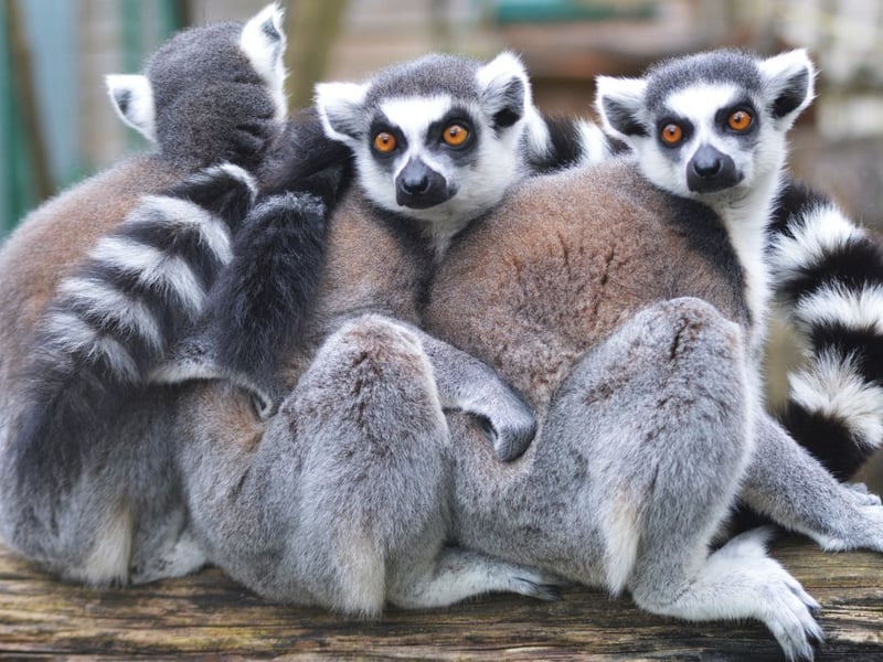 Instantly recognisable by their golden eyes and the distinctive tails that give them their name, the ring-tailed lemur are endemic to the large island of Madagascar - as are are all five families of lemur. Children will know them from the animated film Madagascar and the lemur character King Julien, voiced by Sasha Baron Cohen.