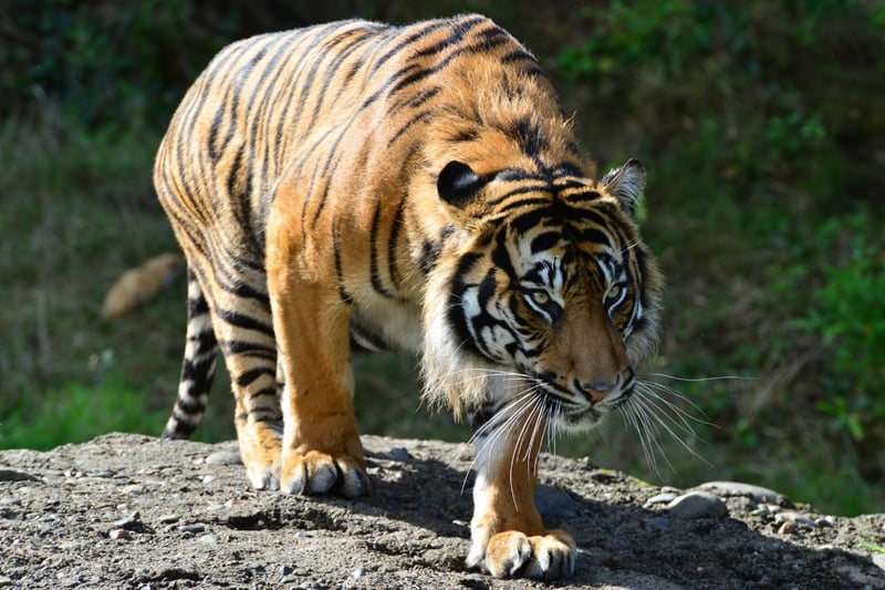 Found in the wild on the Indonesian island that gives it its name, there are two Sumatran tigers at - named Dharma and Lucu. It is the smallest subspecies of tiger and has the narrowest stripes.