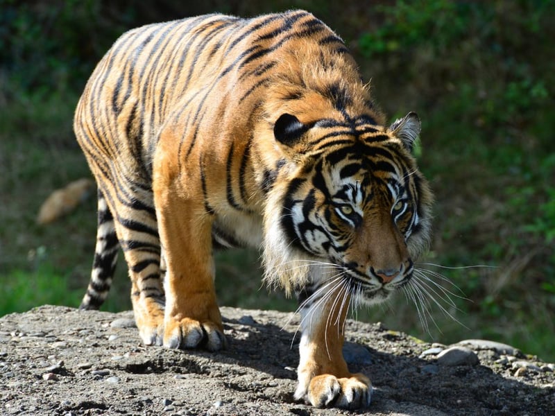 Found in the wild on the Indonesian island that gives it its name, there are two Sumatran tigers at - named Dharma and Lucu. It is the smallest subspecies of tiger and has the narrowest stripes.