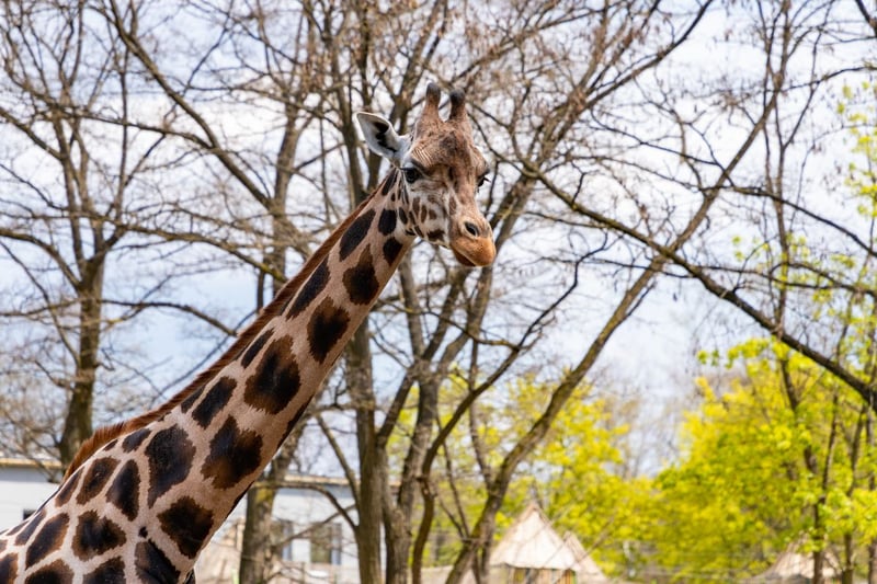 A relatively new addition to the zoo, the herd of five giraffes - named - Ronnie, Arrow, Gerald, Fennessy and Gilbert - only arrived in 2021. Since then they have become firm favourites with visitors, who are able to see the tallest mammals on earth from close range.