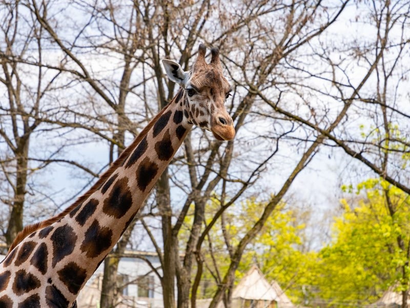 A relatively new addition to the zoo, the herd of five giraffes - named - Ronnie, Arrow, Gerald, Fennessy and Gilbert - only arrived in 2021. Since then they have become firm favourites with visitors, who are able to see the tallest mammals on earth from close range.