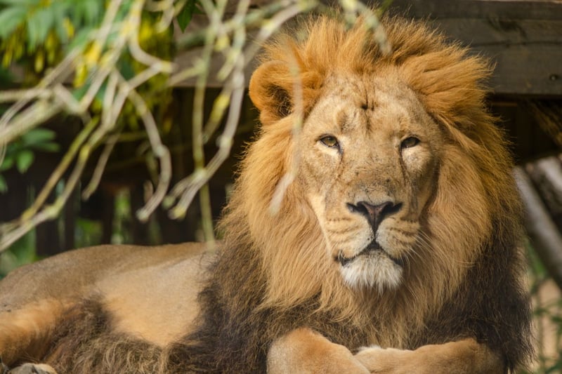 Originally from India and very similar to the more common African lion, the zoo has two Asiatic lions called Jay and Kushanu. Don't be surprised if they are asleep during your visit - they are only active for around four hours a day.