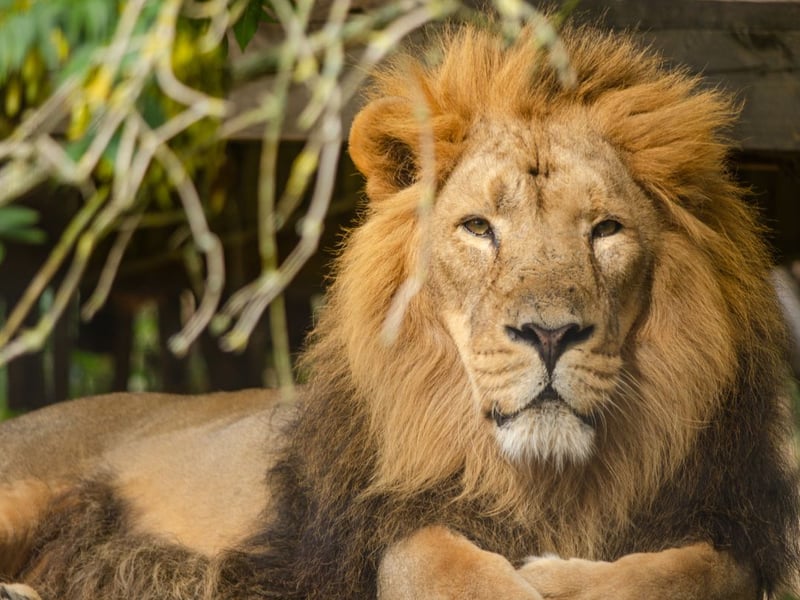 Originally from India and very similar to the more common African lion, the zoo has two Asiatic lions called Jay and Kushanu. Don't be surprised if they are asleep during your visit - they are only active for around four hours a day.