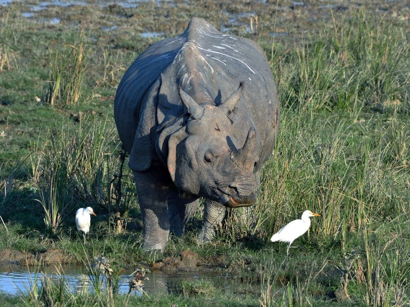 Edinburgh Zoo has a single rhino resident - Qabid the greater one-horned rhinoceros. Endangered in their native India these amazing creatures love the water - so don't be surprised if you see him enjoying a dip.