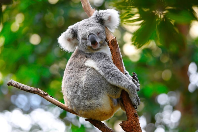 The zoo's four koalas - Inala, Kalari, Talara and Myaree -  originate from the Australian state of Queensland. Sometimes wrongly referred to as bears, they are actually masupials, like the wallabies and kangeroos that also call the zoo home.  