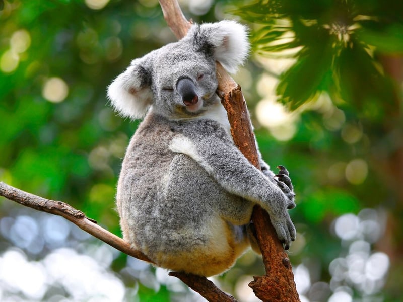 The zoo's four koalas - Inala, Kalari, Talara and Myaree - originate from the Australian state of Queensland. Sometimes wrongly referred to as bears, they are actually masupials, like the wallabies and kangeroos that also call the zoo home.