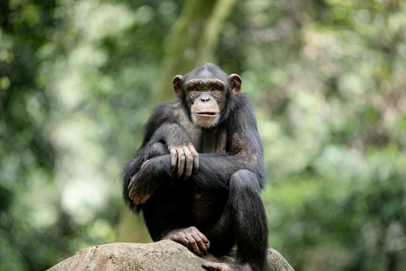 The zoo has a variety of species of apes and monkey, but their 15-strong chimpanzee troop are arguably the most popular with visitors. They live in the Budongo Trail, an inovative enclosure big enouigh for 40 animals which has lots of vegetation, a huge climbing frame and a number of different rooms featuring a range of heat and light conditions.