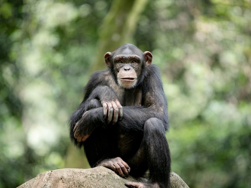 The zoo has a variety of species of apes and monkey, but their 15-strong chimpanzee troop are arguably the most popular with visitors. They live in the Budongo Trail, an inovative enclosure big enouigh for 40 animals which has lots of vegetation, a huge climbing frame and a number of different rooms featuring a range of heat and light conditions.