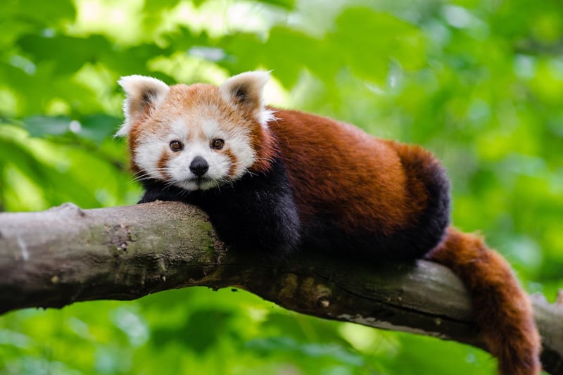 The giant pandas may have gone back home to China, but you can still see their smaller cousins at Edinburgh Zoo. Red pandas are actually that closely related to gaiant panda (so distant cousins at best) but similarly come from China and enjoy eating bamboo.