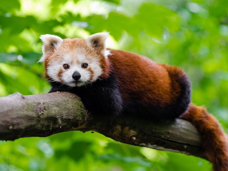 The giant pandas may have gone back home to China, but you can still see their smaller cousins at Edinburgh Zoo. Red pandas are actually that closely related to gaiant panda (so distant cousins at best) but similarly come from China and enjoy eating bamboo.